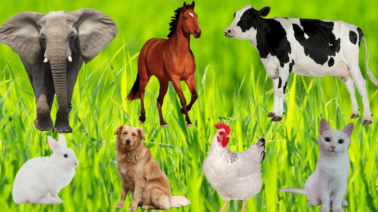 Relaxing Farm Life: Sheep, Chickens, Cows and Calming Animal Scenes