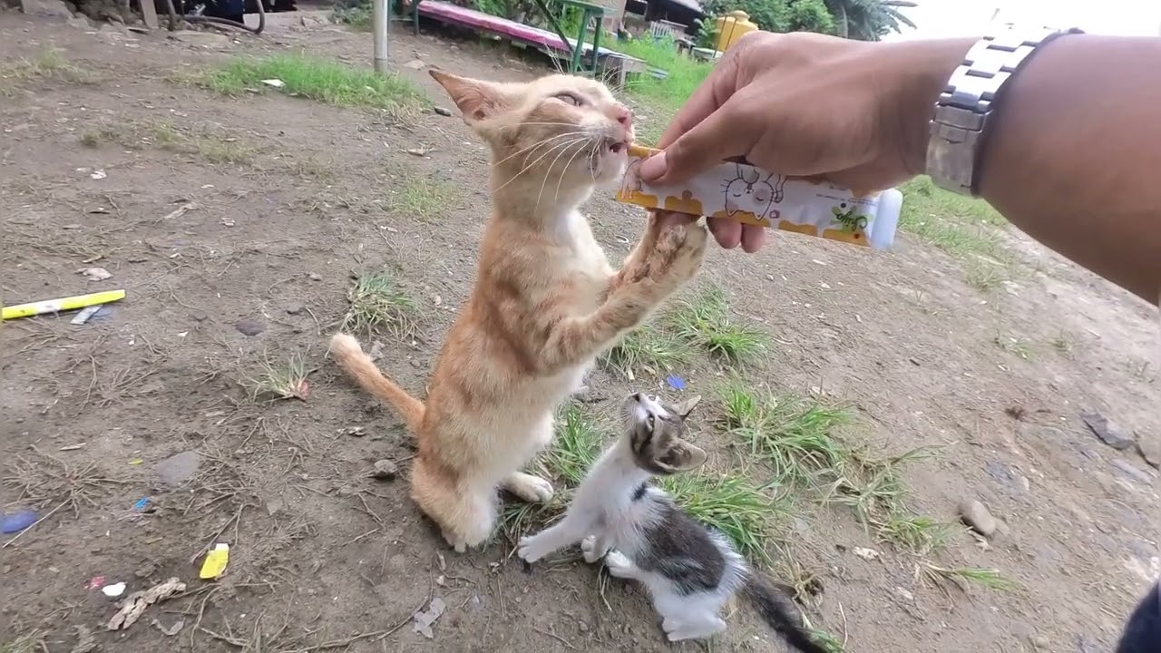 Kucing kecil resek  tapi lucu kocak menggemaskan sekali ya ☺