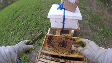 Introducing a new queen with push in introduction cages Beginning Beekeeping in Texas