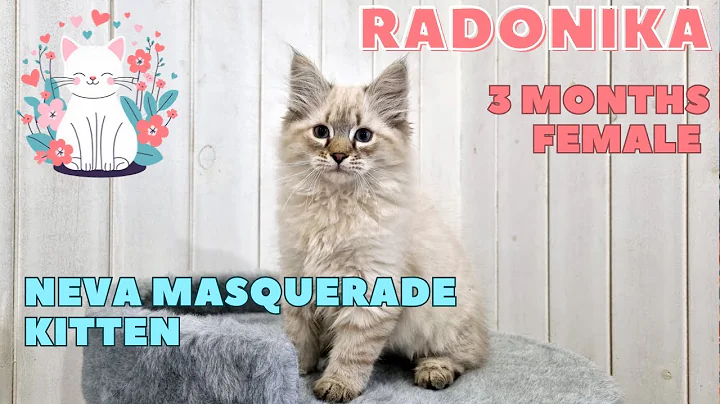 Video 8334911: neva masquerade kitten, cute neva masquerade, siberian cattery, kitten girl