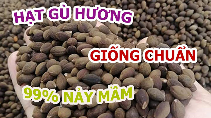 Gỗ xá xị bao nhiêu tiền 1kg năm 2024