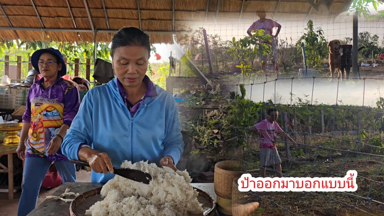 ผักตาทานเอามาฝากใครที่นา​ป้าบอกแบบนี้​ถึงกับตะลึง​#ป้าแต๋นชาเเนล 