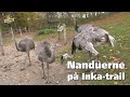 Nandu, vikunja og maraer sammen på Inka Trail