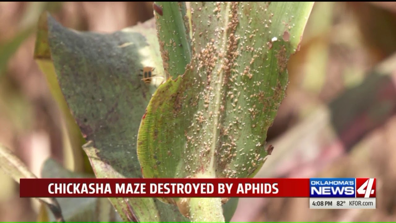 newspaper mockup Corn maze destroyed by aphids in Chickasha
