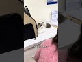 Long-term chronic vomiting of two-year-old muppets#kitty#Cats vomit#pet#pet hospital#pet d