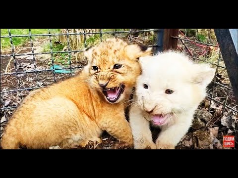 Почему львята Лейлы и Дейла не стали ДОБРЫМИ ?!!