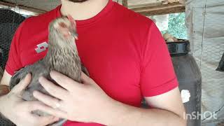 Galinha De Postura Glz Melhor Do Brasil.