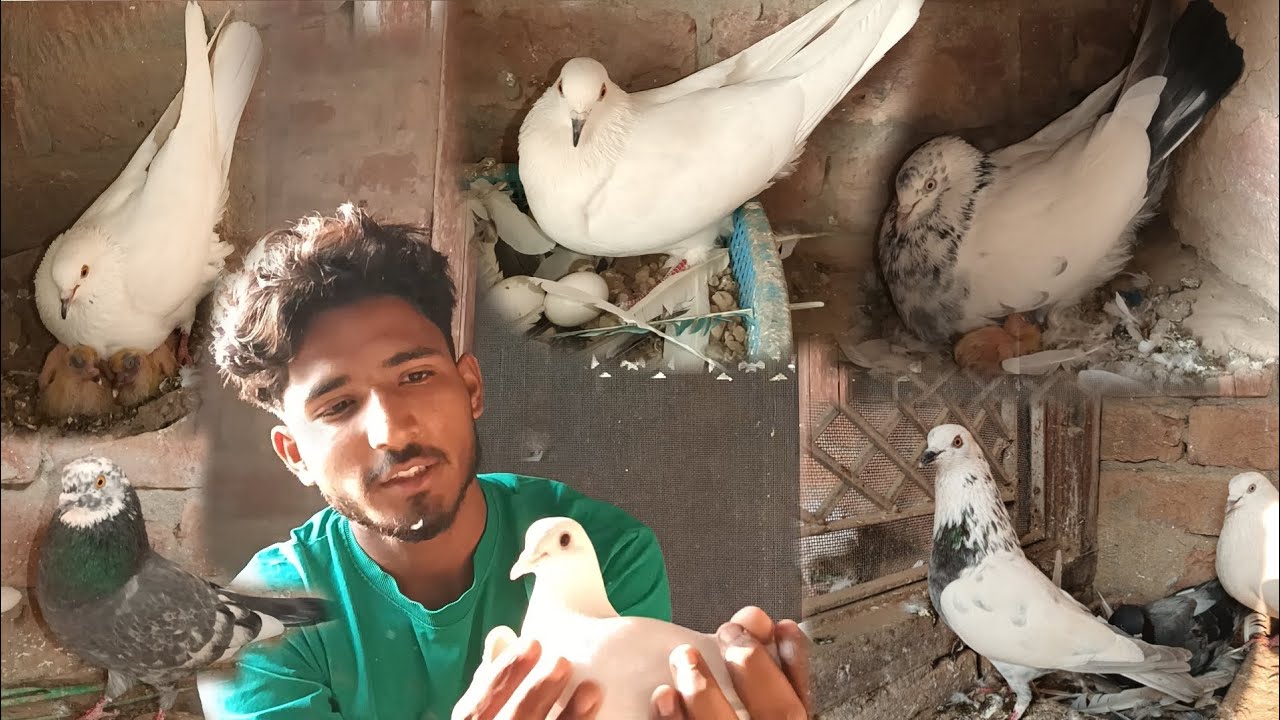 ਤੇ ਦੇਖੋ ਮਿੱਤਰੋ ਆਪਣੀ ਚੀਨੀ ਕਬੂਤਰੀ ਨੇ ਕੱਢ ਲਏ ਦੋ ਬੱਚੇ 🕊️😊