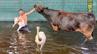 RESCUING ANIMALS From DEVASTATING FLOOD!