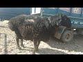 Гигант КОЧКОР  |  Гиссарский баран  / 168 кг  |  1500$  |  РЕКОРД в Кыргызстане