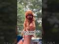 top quality poodle male kid available DM/8050525227 #trending #pets #toypoodle #poodle #poodlemix