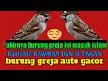 Rawatan Burung Gereja Di Jamin Gacor Dor Pake Cara Ini Mp3 - Mp4 Download