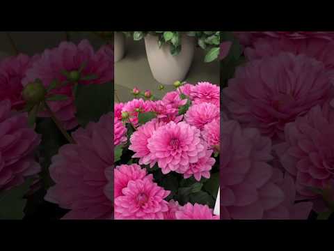 Vídeo: Dahlia Plant Care: com plantar dàlies al jardí