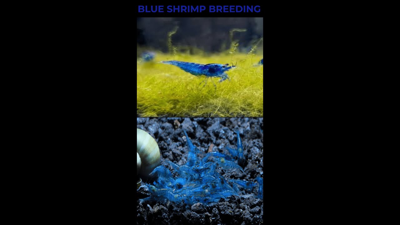 BLUE SHRIMP BREEDING #breeding #breeder #farming #fishfarming #fish # ...