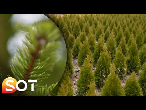 Video: Kujdesi i selvisë Leyland - Këshilla për rritjen e një peme selvi Lejland