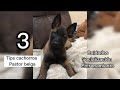 Los 3 MEJORES TIPS para criar a un cachorro Pastor Belga MALINOIS de manera efectiva