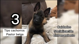 Los 3 MEJORES TIPS para criar a un cachorro Pastor Belga MALINOIS de manera efectiva by Guppy Lovers 1,216 views 1 year ago 2 minutes, 44 seconds