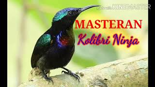 Masteran Kolibri Ninja (KONIN) Jernih.!!!  Full 1 Jam Nonstop