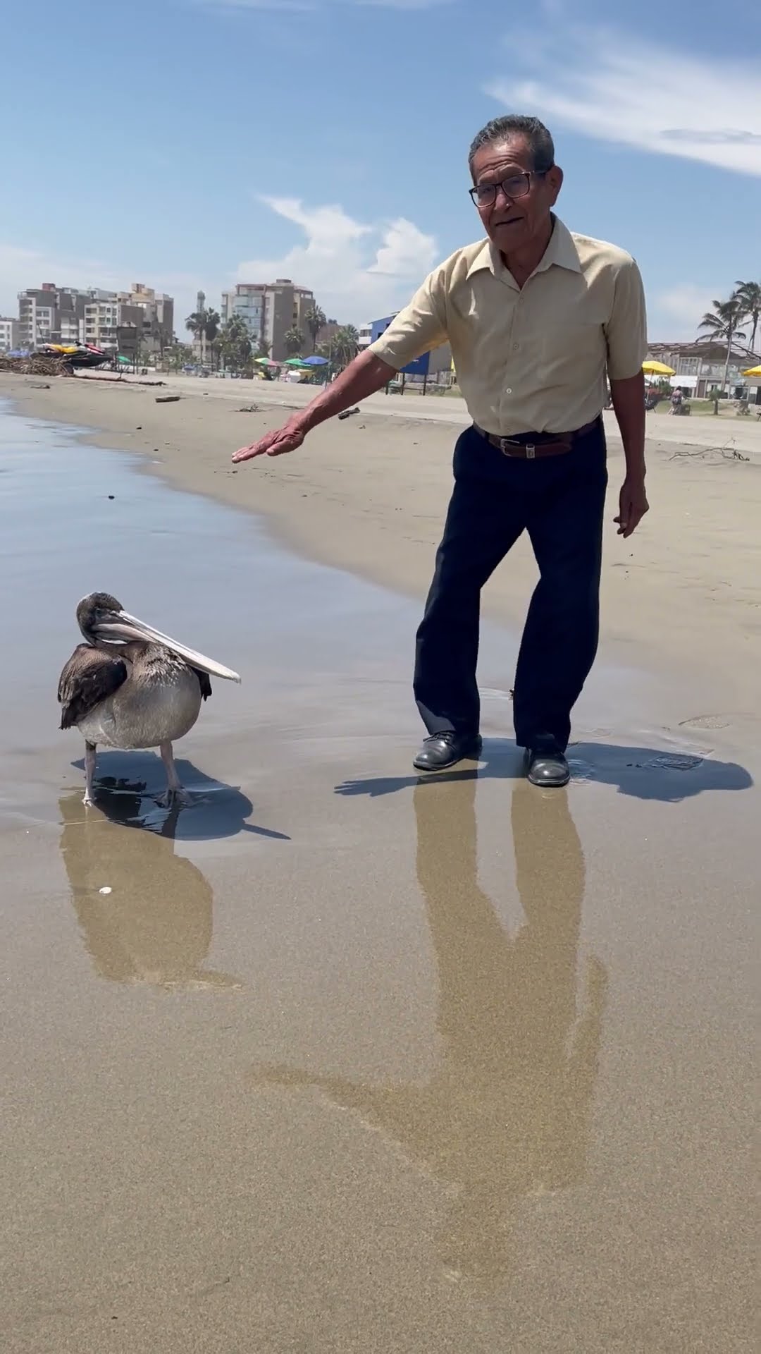 Shaking Hands With a Pelican || ViralHog