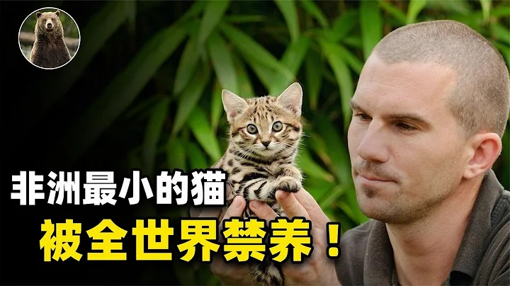 被全世界禁养！非洲最小的猫，猫科捕猎效率最高的“杀戮机器”【万物灵】 - 天天要闻