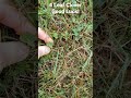 Good Luck out there today! Here is a 4 leaf clover for anyone that needs it.