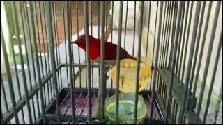 Suara Burung Sepah Raja Ekor Merah