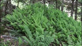 60 Seconds of Ferns