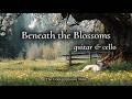 Rest Beneath the Blossoms 🌸 Soft Guitar & Cello for Calm and Comfort