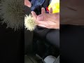 How to remove cactus needles from your hand