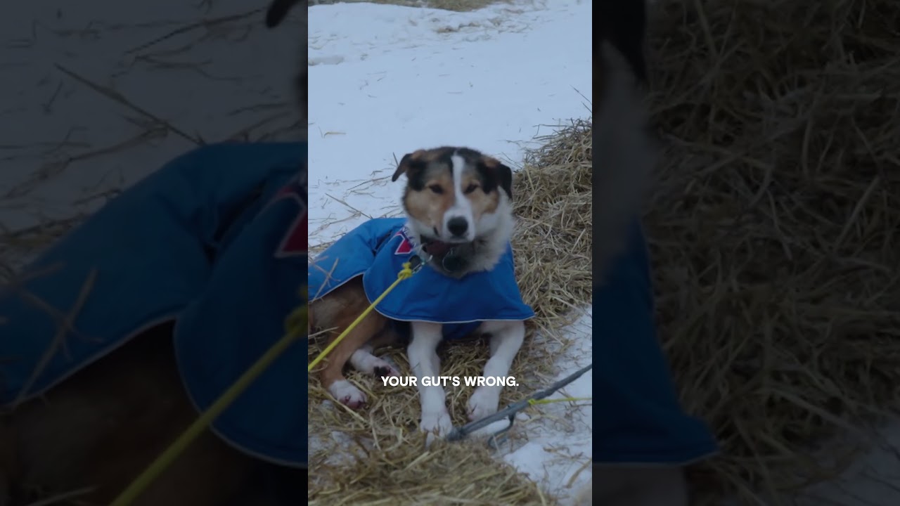 Film backdrop image for Lauro Makes a Hard Decision for the Iditarod (2025)