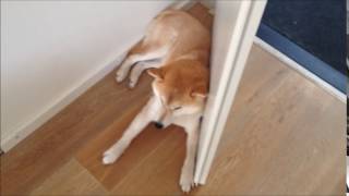 Stubborn shiba Kiyoshi doesn't want to move by Alice 1,468 views 7 years ago 14 seconds