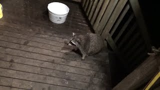 Heavy Down Pour Of Rain, Few Raccoons