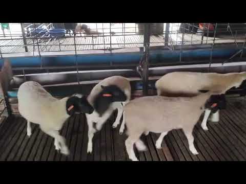 Dorper Rams For Sale
