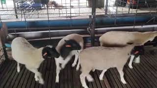 Athlete Statistics 4 Purebred Dorper Rams for Sale – Healthy & Strong | Farm India🐏💪