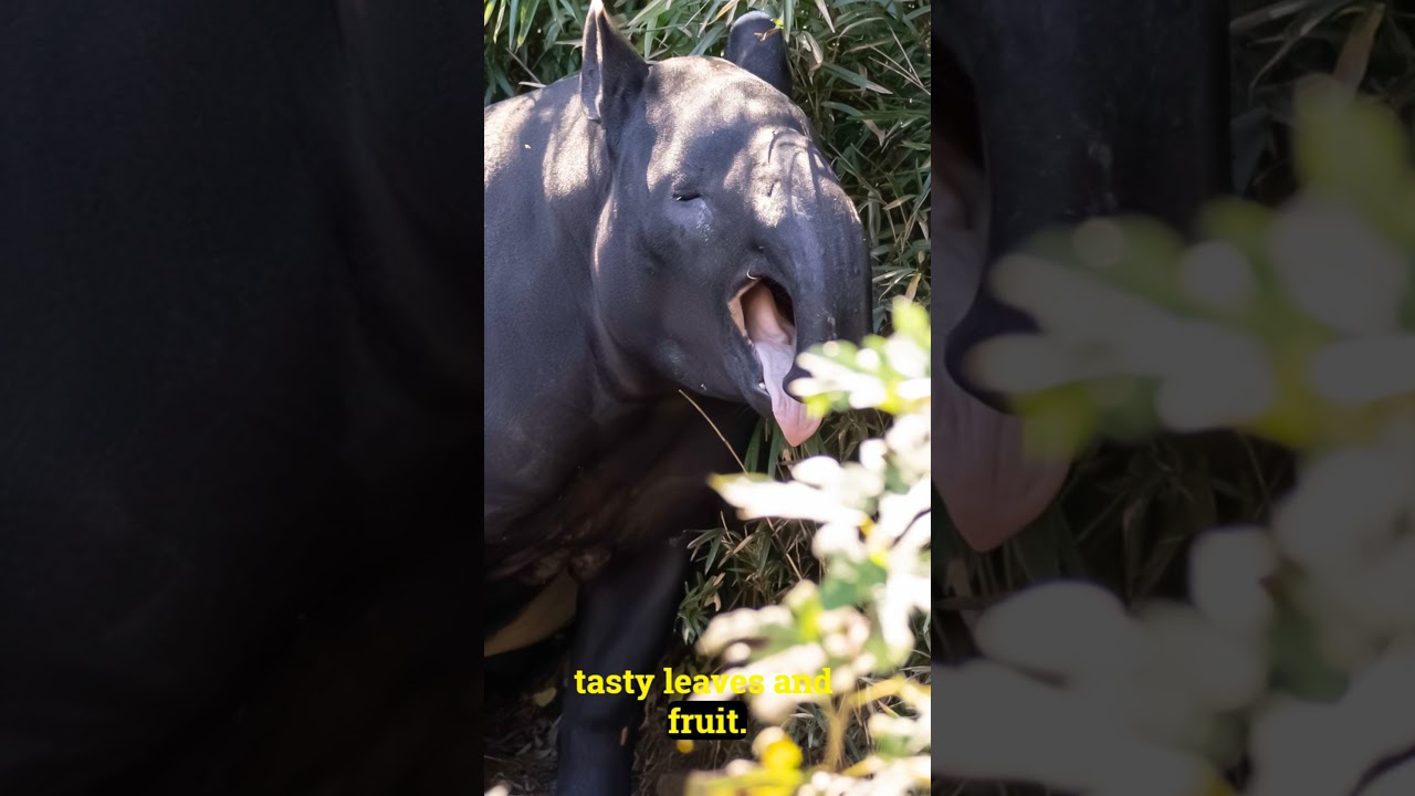 "Is This Animal Part Zebra, Part Elephant?! 😲"