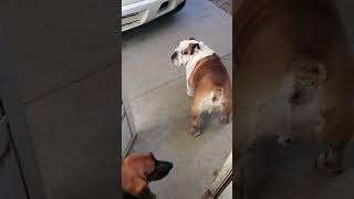 Brutiss bulldog + Zeena basset hound out for a stroll #shortsfeed #bulldog #viral