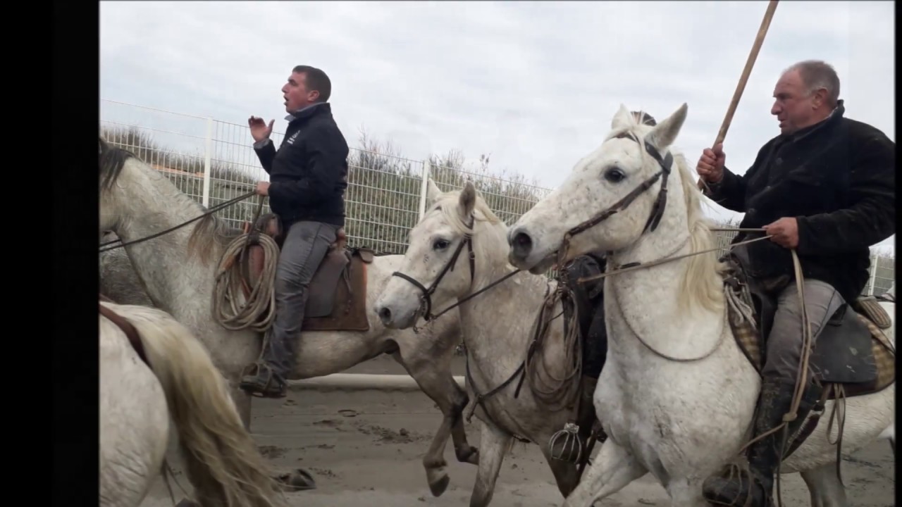 Saintes-Maries-de-la-Mer, festival d'Abrivado