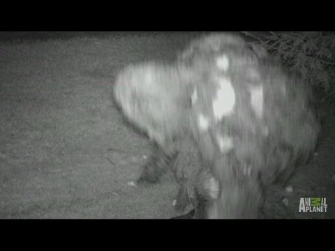 Video: Bigfoot Baby Fångad På Video - Alternativ Vy