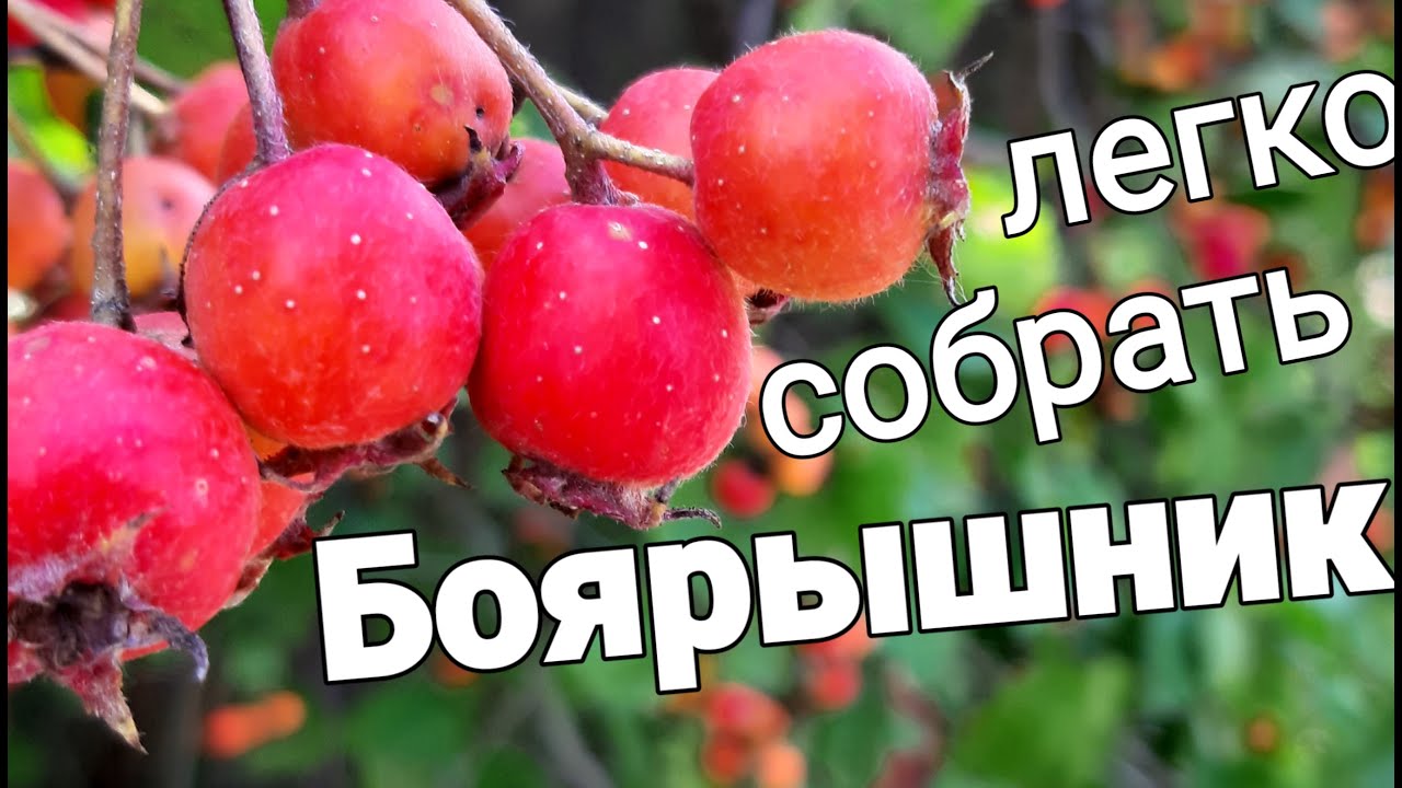 БОЯРЫШНИК - КАК ЛЕГКО СОБРАТЬ плоды из живой изгороди колючей?