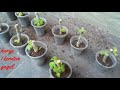 POKOK TIN SEMAIAN BATANG  root fig cuttings