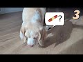 Trick: Search 3 [CC]