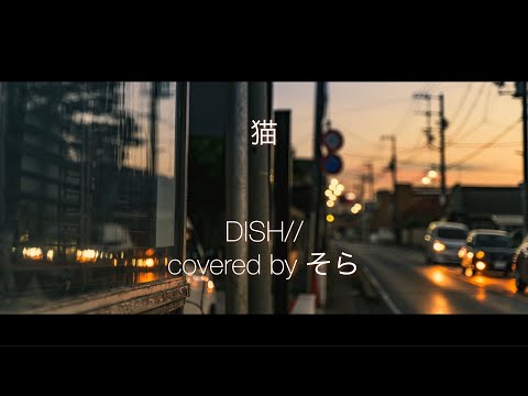 お風呂でDISH//さんの猫を歌ってみた