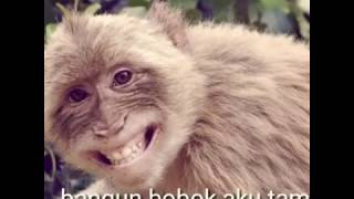 Video Lucuparody Emang Lagi Tamvan