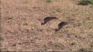 Kruger National Park - Africa's Largest flying bird Kori Bustard - Satara camp