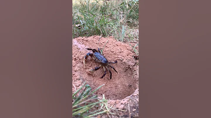 Survival Skills: SIMPLE and USEFUL tips with crabs in hole#outdoors #camping #bushcraft #hack