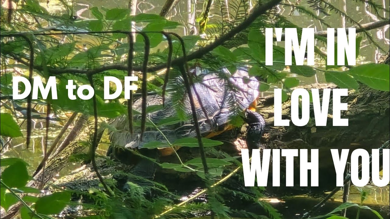 DM to DF: I wish I could just come to you right now | World ...