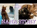 野良猫だったナナが家族になるまでのシンデレラストーリー