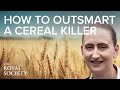 What would a world without wheat be like? | The Royal Society