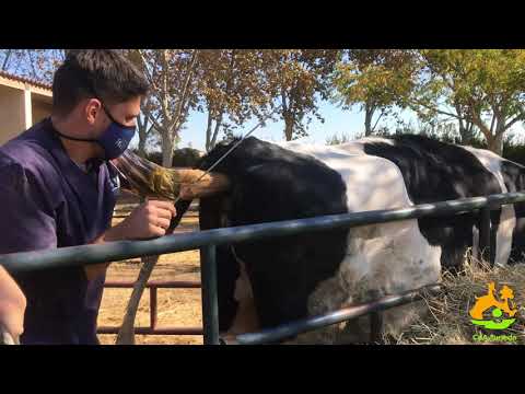 Vídeo: Per què cal munyir les vaques?