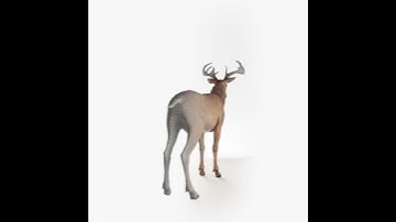 3D Deer turn